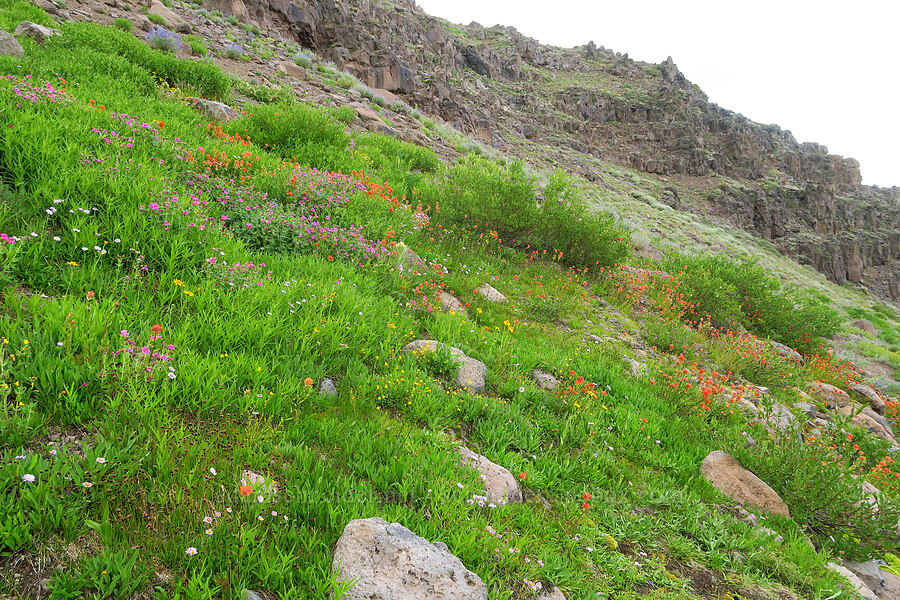 wildflowers (Erythranthe lewisii (Mimulus lewisii), Castilleja miniata, Arnica sp., Erigeron glacialis var. glacialis) [Kiger Gorge, Steens Mountain, Harney County, Oregon]