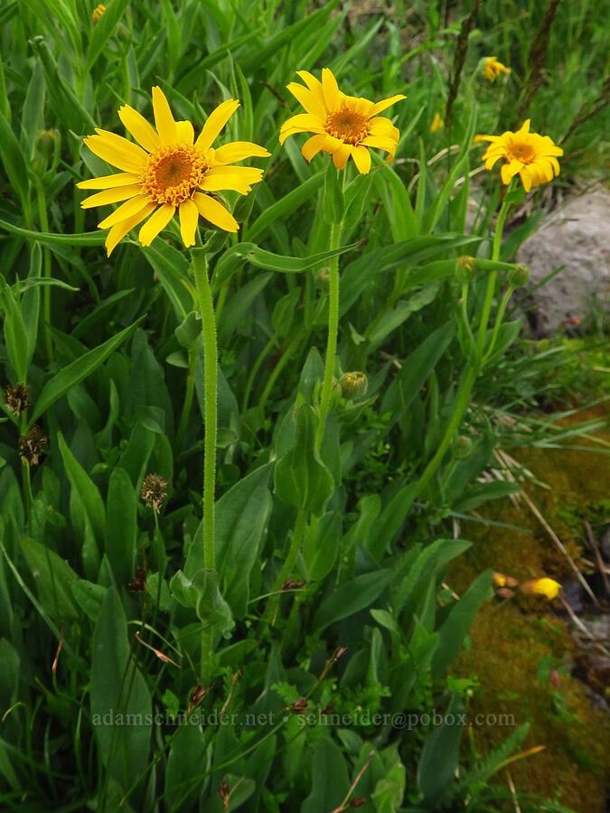 arnica (Arnica sp.) [Kiger Gorge, Steens Mountain, Harney County, Oregon]