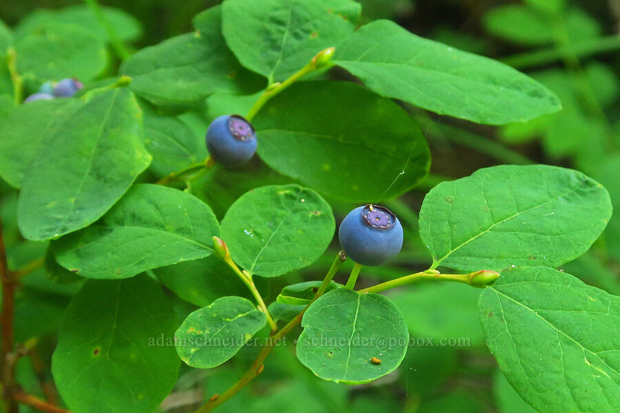 oval-leaf blueberries (Vaccinium ovalifolium) [Lake Ann Trail, Mt. Baker Wilderness, Whatcom County, Washington]