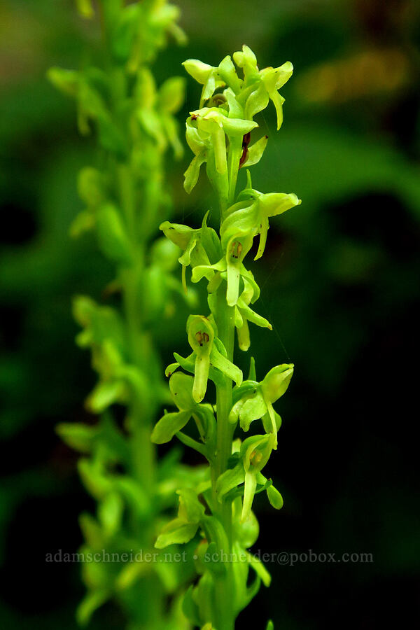 slender green bog orchid (Platanthera stricta (Piperia stricta)) [Lake Ann Trail, Mt. Baker Wilderness, Whatcom County, Washington]