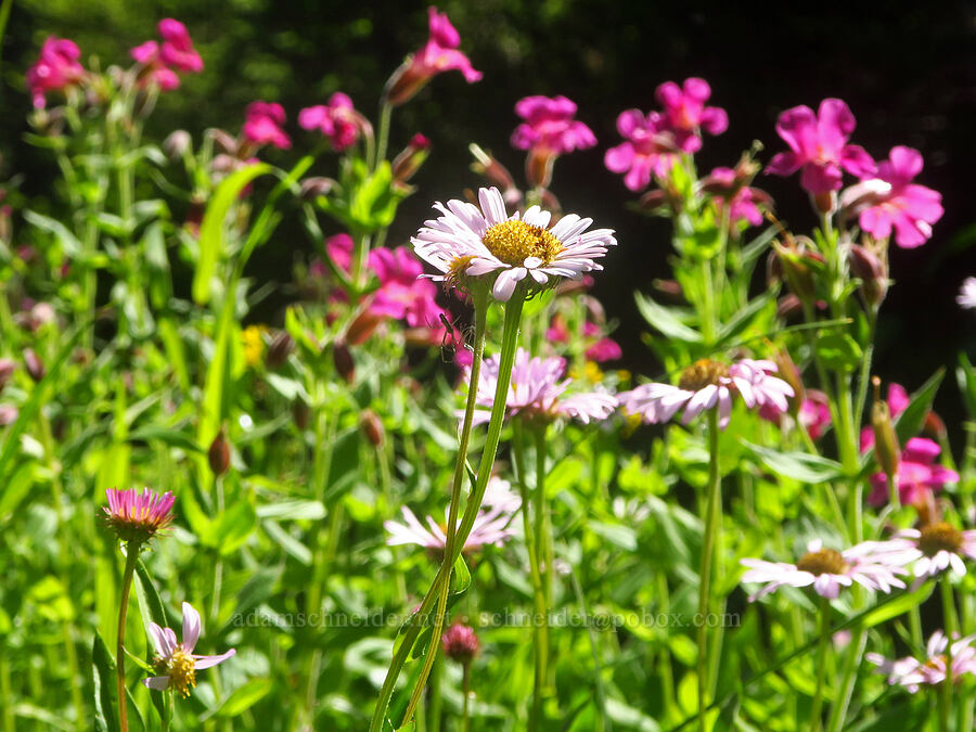 fleabane & monkeyflower (Erigeron glacialis var. glacialis, Erythranthe lewisii (Mimulus lewisii)) [Lake Ann Trail, Mt. Baker Wilderness, Whatcom County, Washington]