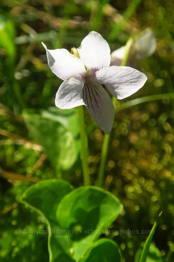 marsh violet (Viola palustris) [Lake Ann Trail, Mt. Baker Wilderness, Whatcom County, Washington]