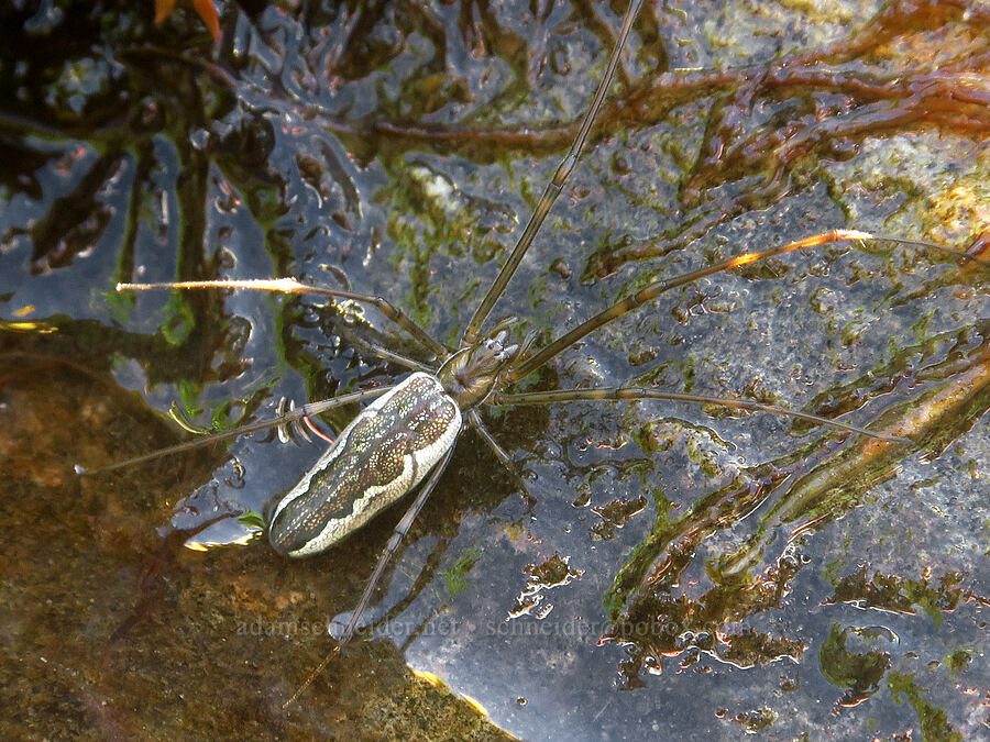 long-jawed orb-weaver spider (Tetragnatha versicolor) [Lake Ann Trail, Mt. Baker Wilderness, Whatcom County, Washington]