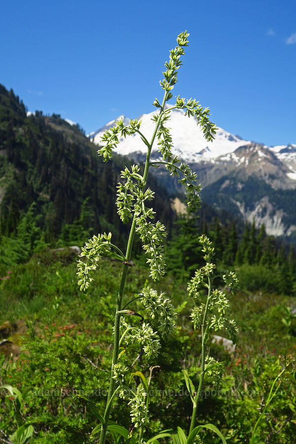 green corn lilies (Veratrum viride var. eschscholtzianum (Veratrum eschscholtzii)) [Lake Ann Trail, Mt. Baker Wilderness, Whatcom County, Washington]