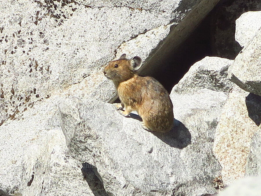 pika (Ochotona princeps) [Lake Ann Trail, Mt. Baker Wilderness, Whatcom County, Washington]