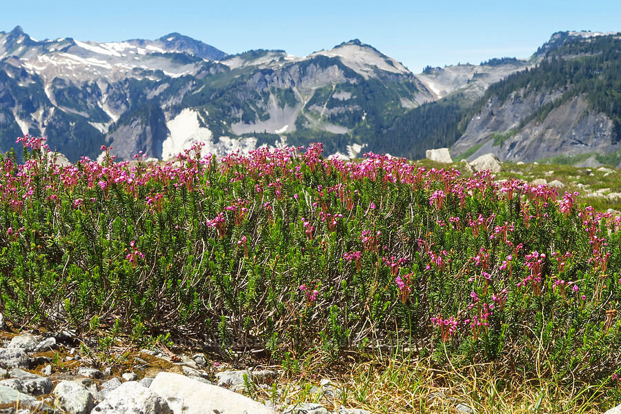 pink mountain heather (Phyllodoce empetriformis) [Lake Ann Trail, Mt. Baker Wilderness, Whatcom County, Washington]
