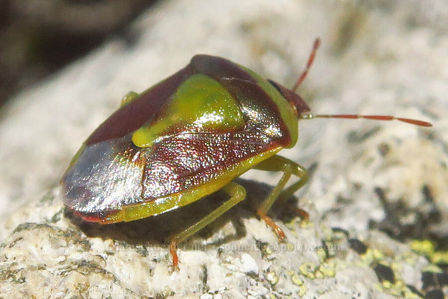 green-burgundy stink bug (Banasa dimidiata) [above Lake Ann, Mt. Baker Wilderness, Whatcom County, Washington]