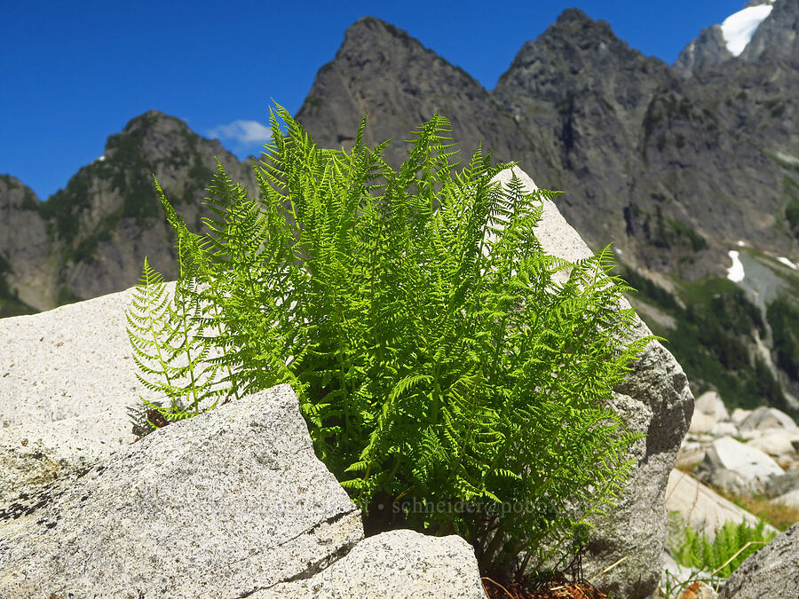 alpine lady fern (Athyrium alpestre var. americanum (Athyrium americanum)) [above Lake Ann, Mt. Baker Wilderness, Whatcom County, Washington]