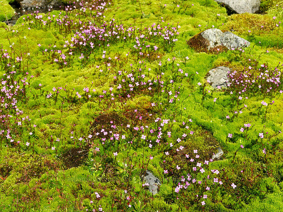 alpine willow-herb & moss (Epilobium anagallidifolium (Epilobium alpinum)) [Lake Ann Trail, Mt. Baker Wilderness, Whatcom County, Washington]