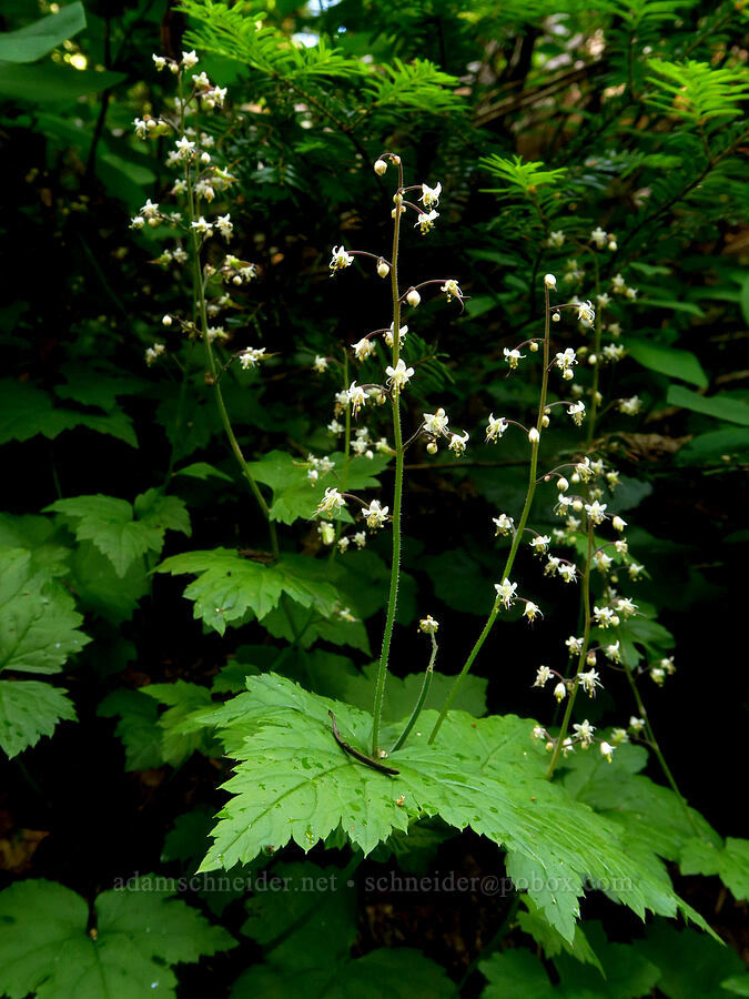 foam-flower (Tiarella trifoliata var. unifoliata) [Lake Ann Trail, Mt. Baker Wilderness, Whatcom County, Washington]