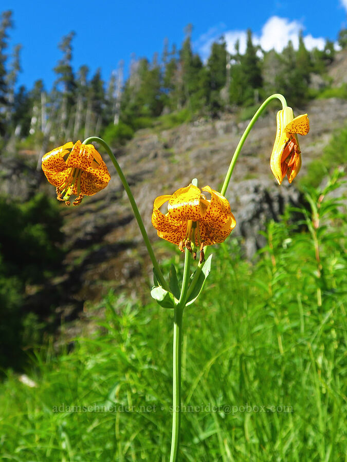Columbia tiger lily (Lilium columbianum) [Lake Ann Trail, Mt. Baker-Snoqualmie National Forest, Whatcom County, Washington]