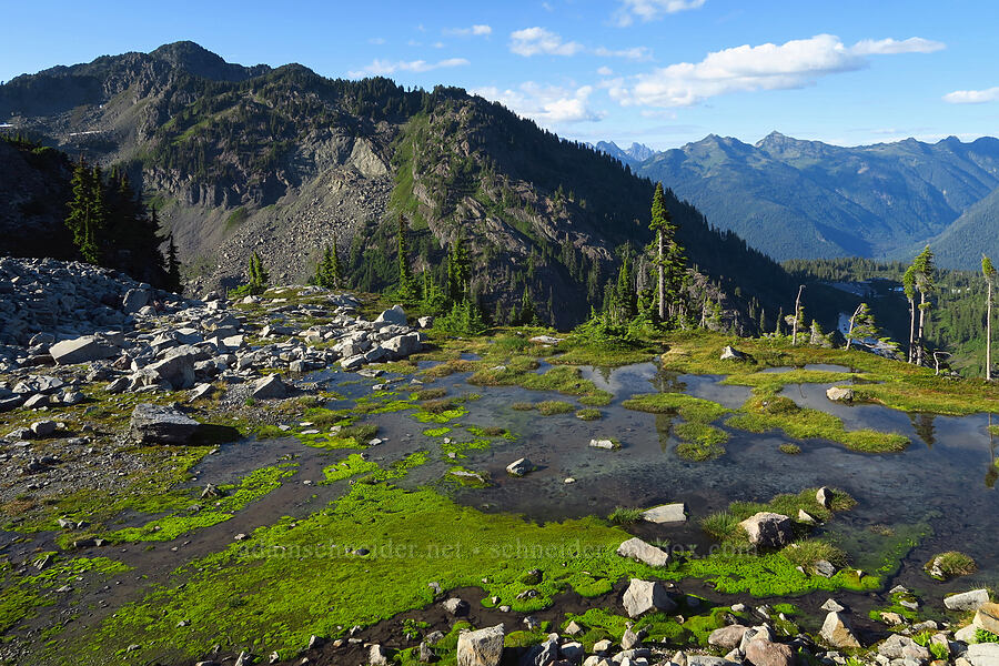 Mount Herman & mossy snowmelt [Table Mountain, Mt. Baker-Snoqualmie National Forest, Whatcom County, Washington]