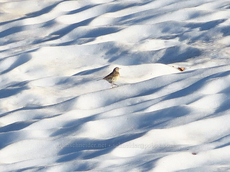 American pipit on a snowfield (Anthus rubescens) [Table Mountain, Mt. Baker-Snoqualmie National Forest, Whatcom County, Washington]