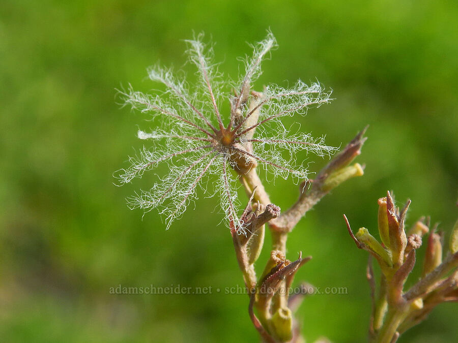 Sitka valerian seeds (Valeriana sitchensis) [Skyline Trail, Mt. Rainier National Park, Pierce County, Washington]