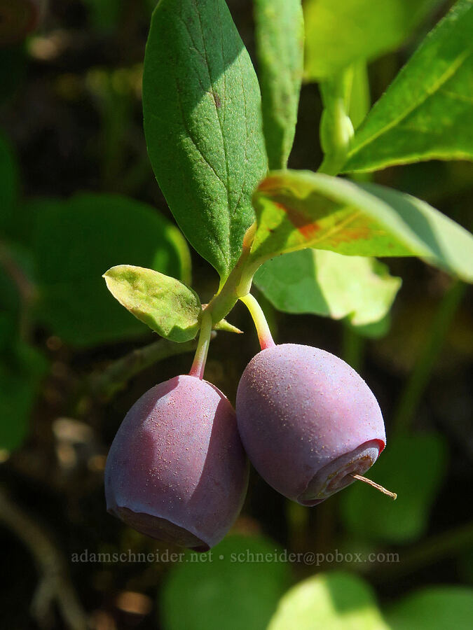 Cascade blueberries (Vaccinium deliciosum) [Skyline Trail, Mt. Rainier National Park, Pierce County, Washington]