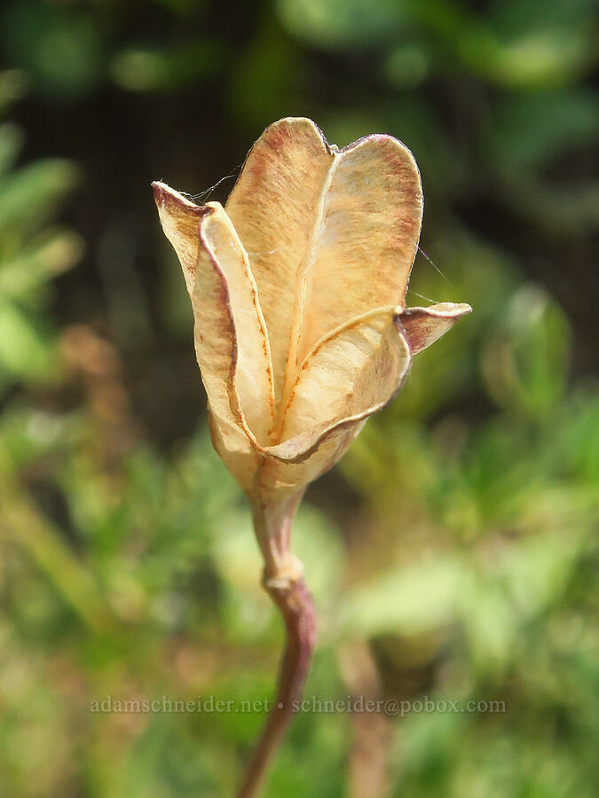 avalanche lily seed capsule (Erythronium montanum) [Skyline Trail, Mt. Rainier National Park, Pierce County, Washington]