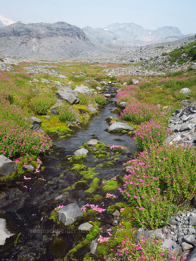 wildflowers along a subalpine stream [Skyline Trail, Mt. Rainier National Park, Pierce County, Washington]