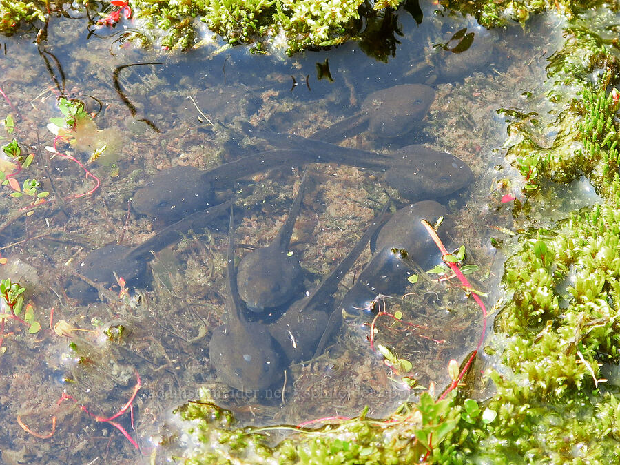 Cascade frog tadpoles (Rana cascadae) [Skyline Trail, Mt. Rainier National Park, Pierce County, Washington]