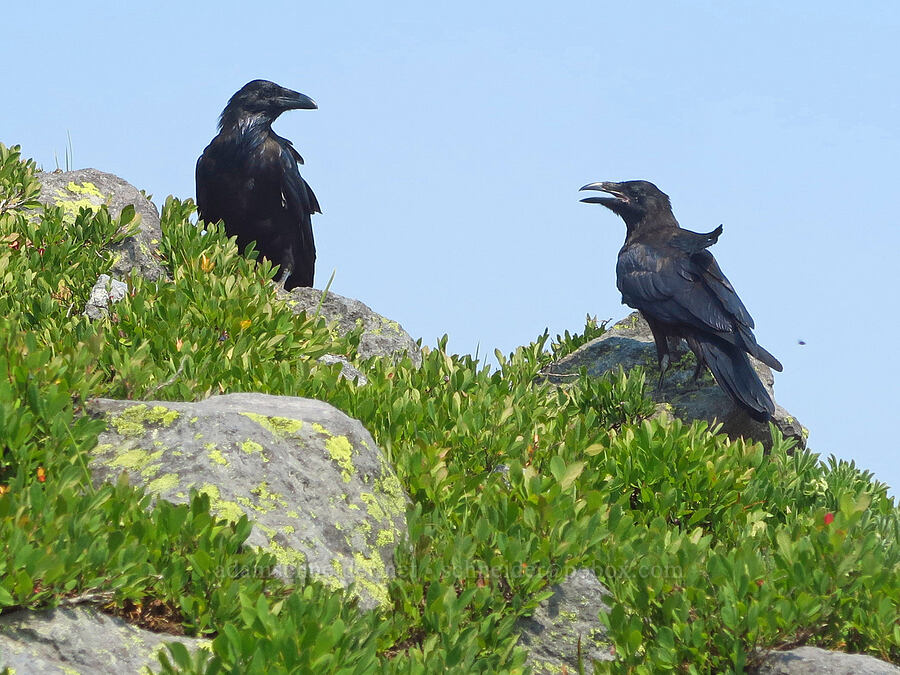 ravens (Corvus corax) [Skyline Trail, Mt. Rainier National Park, Pierce County, Washington]