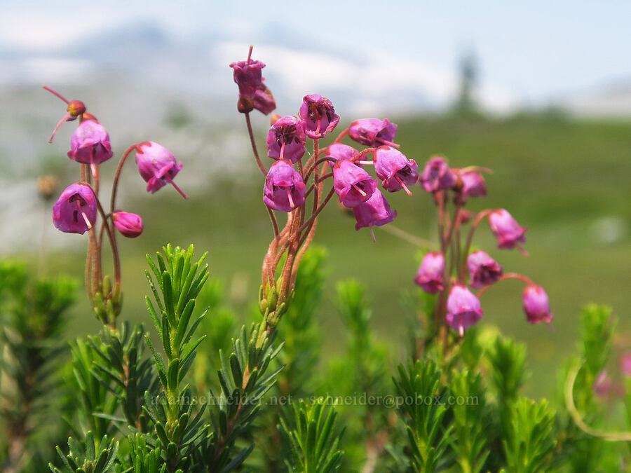 pink mountain heather (Phyllodoce empetriformis) [Skyline Trail, Mt. Rainier National Park, Pierce County, Washington]