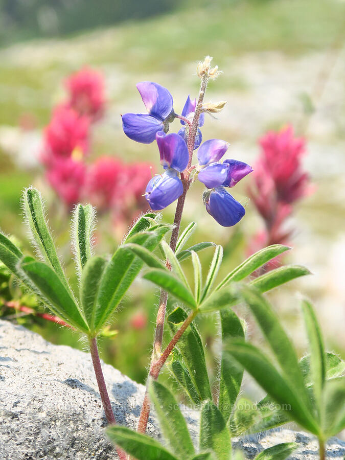arctic lupine (Lupinus arcticus ssp. subalpinus (Lupinus latifolius ssp. subalpinus)) [Skyline Trail, Mt. Rainier National Park, Pierce County, Washington]