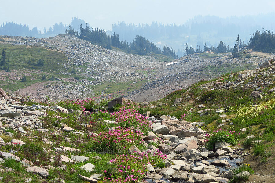 wildflowers [Skyline Trail, Mt. Rainier National Park, Pierce County, Washington]