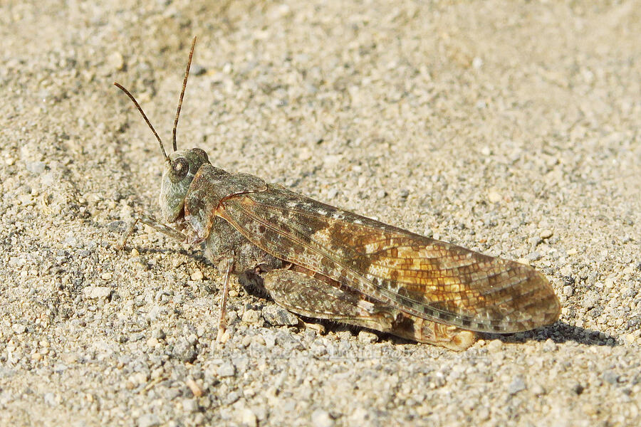 undulant-winged grasshopper (Circotettix undulatus) [Skyline Trail, Mt. Rainier National Park, Pierce County, Washington]
