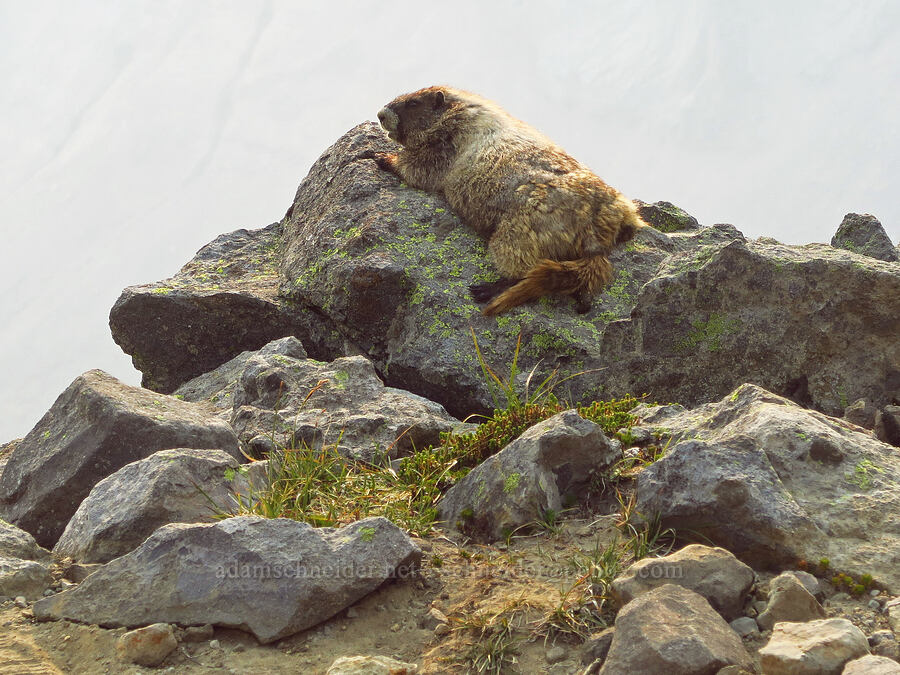 hoary marmot (Marmota caligata) [Pebble Creek Trail, Mt. Rainier National Park, Pierce County, Washington]