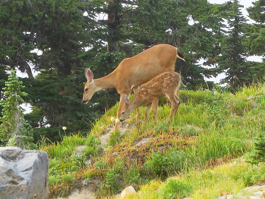 mule deer doe & fawn (Odocoileus hemionus columbianus) [Dead Horse Creek Trail, Mt. Rainier National Park, Pierce County, Washington]