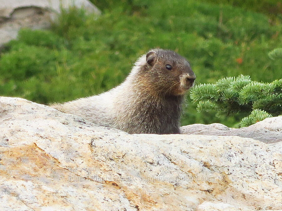 young marmot (Marmota caligata) [Dead Horse Creek Trail, Mt. Rainier National Park, Pierce County, Washington]