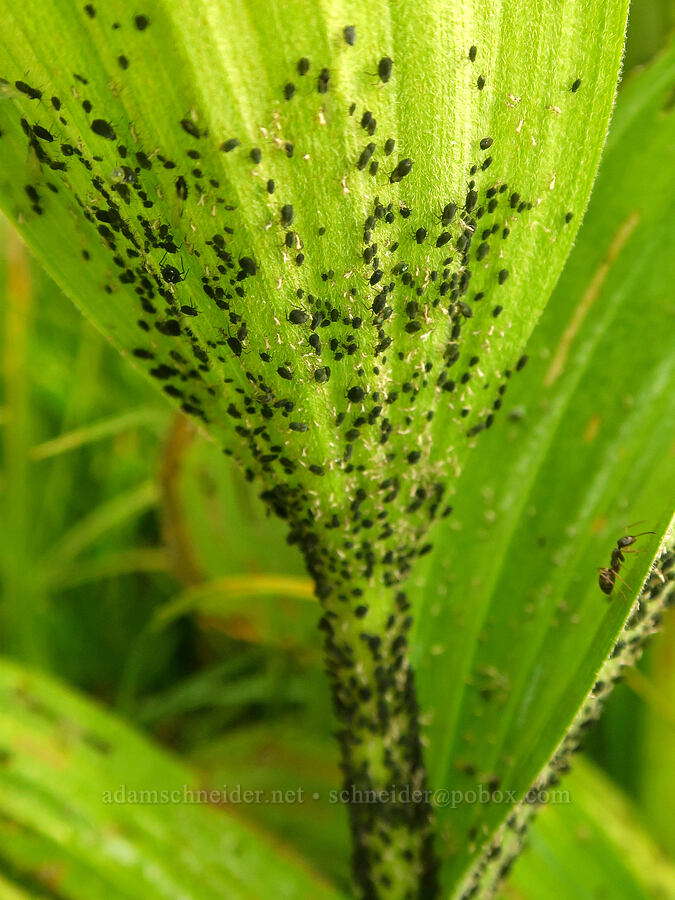 aphids on a corn lily (Aphis sp., Veratrum viride var. eschscholzianum (Veratrum eschscholtzianum)) [Dead Horse Creek Trail, Mt. Rainier National Park, Pierce County, Washington]