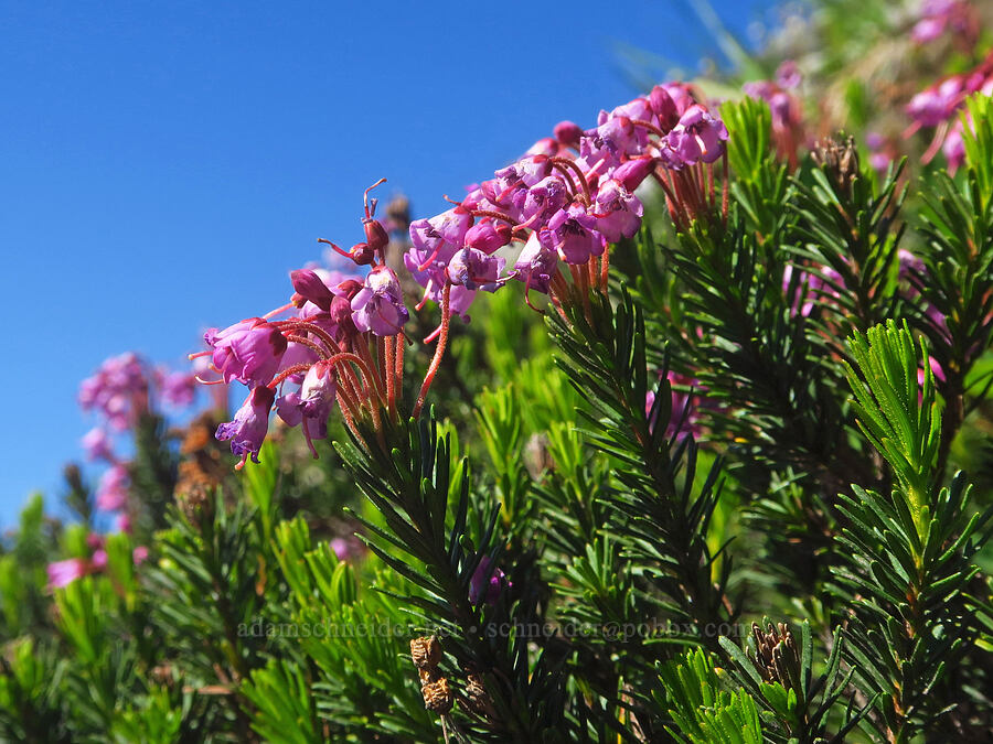 pink mountain heather (Phyllodoce empetriformis) [Chain Lakes Trail, Mt. Baker Wilderness, Whatcom County, Washington]