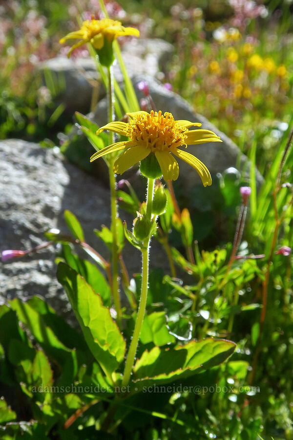 arnica (Arnica sp.) [Ptarmigan Ridge Trail, Mt. Baker Wilderness, Whatcom County, Washington]