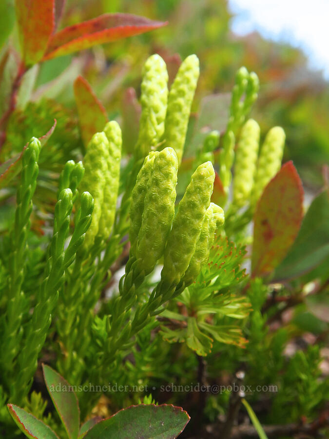 Sitka club-moss (Diphasiastrum sitchense (Lycopodium sitchense)) [Ptarmigan Ridge Trail, Mt. Baker Wilderness, Whatcom County, Washington]