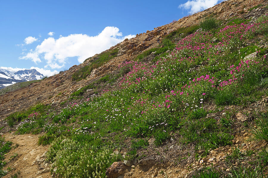 wildflowers (Erythranthe lewisii (Mimulus lewisii), Bistorta bistortoides (Polygonum bistortoides), Erigeron glacialis var. glacialis, Luetkea pectinata, Arnica sp.) [Ptarmigan Ridge Trail, Mt. Baker Wilderness, Whatcom County, Washington]