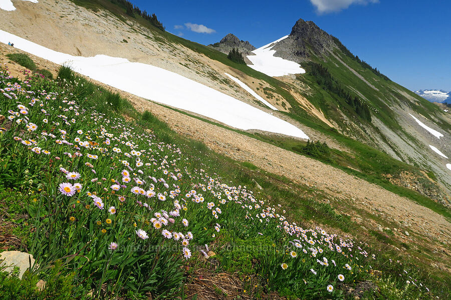 subalpine fleabane (Erigeron glacialis var. glacialis) [Ptarmigan Ridge Trail, Mt. Baker Wilderness, Whatcom County, Washington]