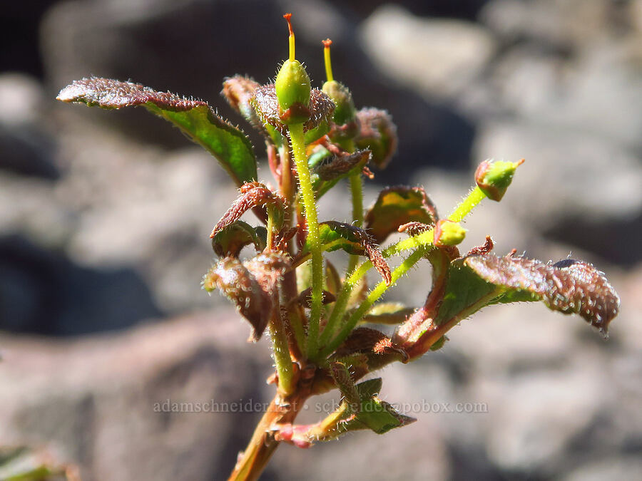 fool's huckleberry, going to seed (Menziesia ferruginea (Rhododendron menziesii)) [Ptarmigan Ridge Trail, Mt. Baker Wilderness, Whatcom County, Washington]
