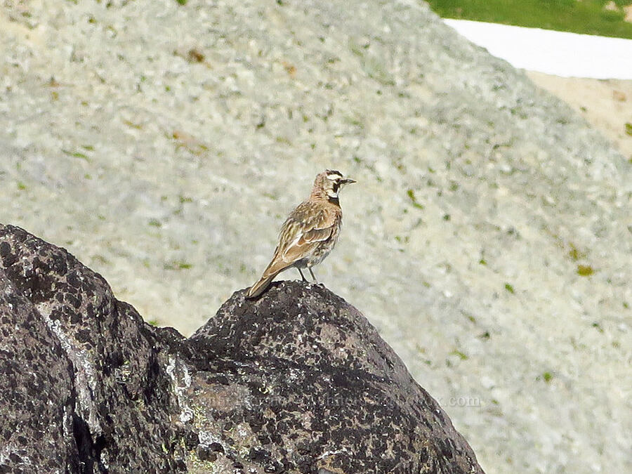 horned lark (Eremophila alpestris) [Ptarmigan Ridge Trail, Mt. Baker Wilderness, Whatcom County, Washington]