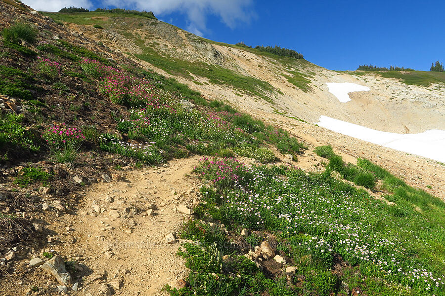 wildflowers (Erythranthe lewisii (Mimulus lewisii), Erigeron glacialis var. glacialis, Luetkea pectinata, Bistorta bistortoides (Polygonum bistortoides)) [Ptarmigan Ridge Trail, Mt. Baker Wilderness, Whatcom County, Washington]