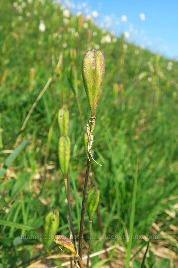 avalanche lily seed pods (Erythronium montanum) [Ptarmigan Ridge Trail, Mt. Baker Wilderness, Whatcom County, Washington]