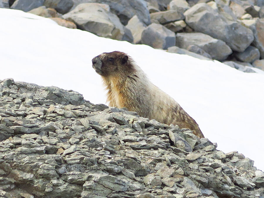 hoary marmot (Marmota caligata) [Ptarmigan Ridge Trail, Mt. Baker Wilderness, Whatcom County, Washington]