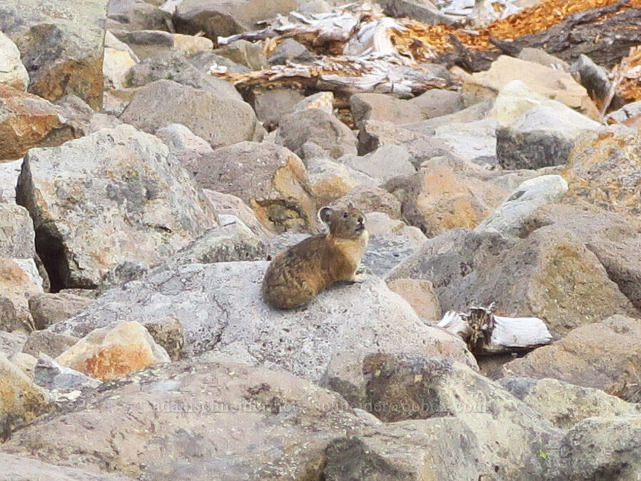 pika (Ochotona princeps) [Ptarmigan Ridge Trail, Mt. Baker Wilderness, Whatcom County, Washington]