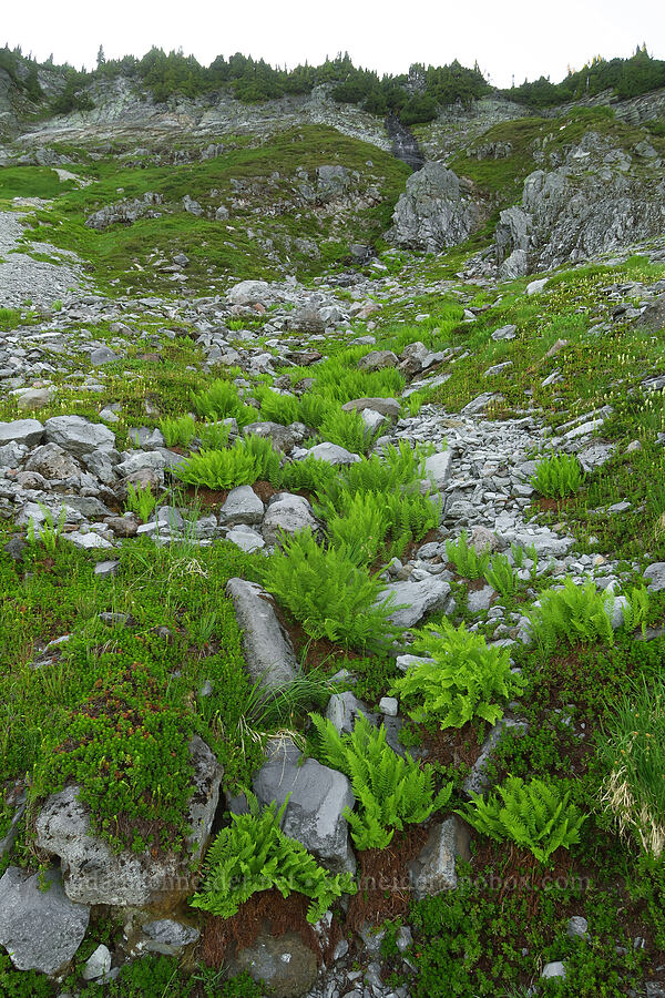 alpine lady ferns (Athyrium alpestre var. americanum (Athyrium americanum)) [Chain Lakes Trail, Mt. Baker Wilderness, Whatcom County, Washington]