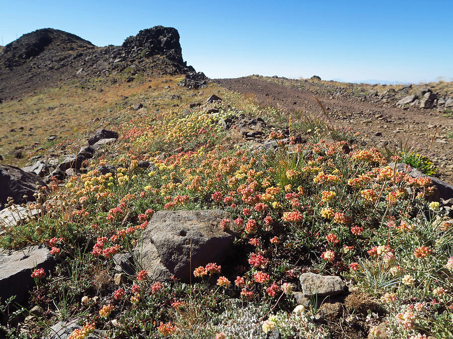 buckwheat (Eriogonum spp.) [Steens Summit Trail, Steens Mountain, Harney County, Oregon]