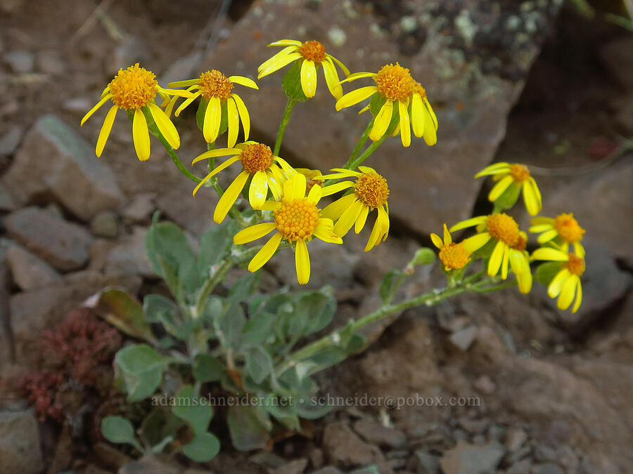 woolly groundsel (Packera cana (Senecio canus)) [Steens Mountain summit ridge, Steens Mountain, Harney County, Oregon]