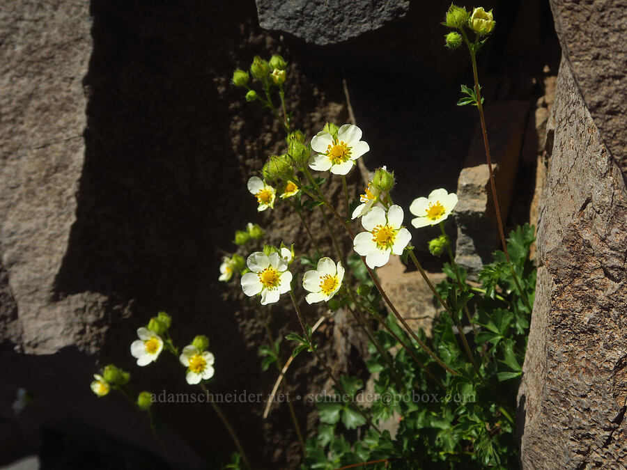 Nevada cinquefoil (Drymocallis lactea var. lactea (Potentilla glandulosa var. nevadensis)) [Steens Mountain summit ridge, Steens Mountain, Harney County, Oregon]
