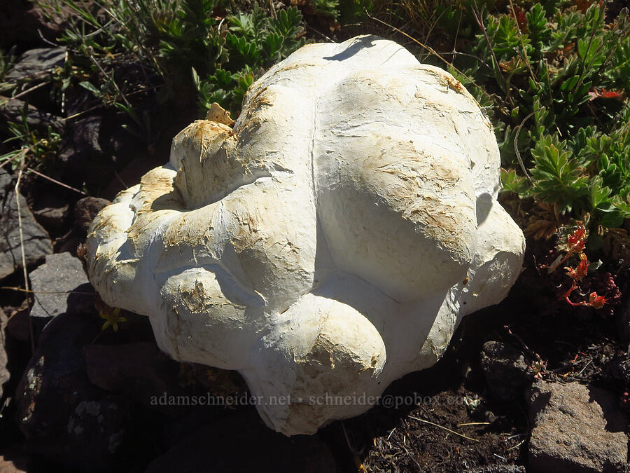western giant puffball mushroom (Calvatia booniana) [east of Wildhorse Lake, Steens Mountain, Harney County, Oregon]