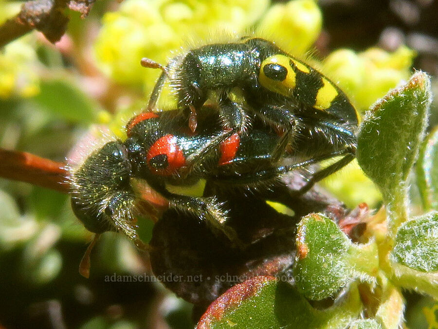 red and yellow ornate checkered beetles, mating (Trichodes ornatus) [east of Wildhorse Lake, Steens Mountain, Harney County, Oregon]