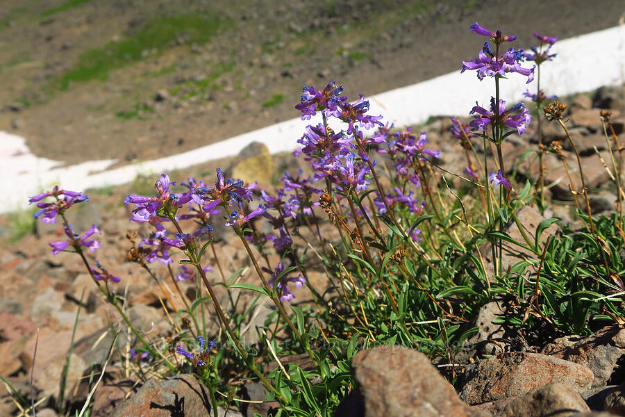 penstemon (Penstemon sp.) [east of Wildhorse Lake, Steens Mountain, Harney County, Oregon]