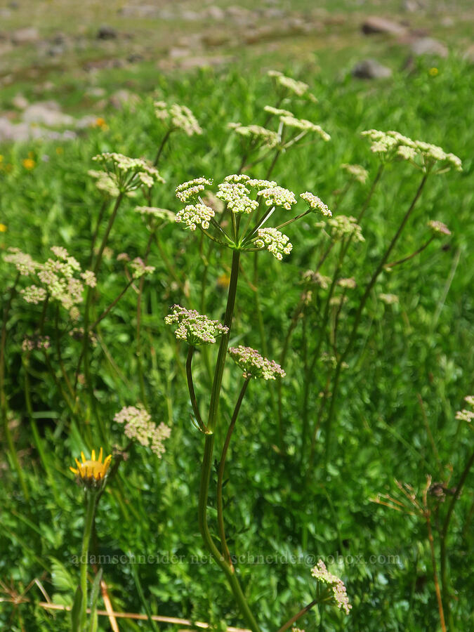 Gray's lovage (Ligusticum grayi) [east of Wildhorse Lake, Steens Mountain, Harney County, Oregon]